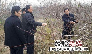 桃树修剪技术图解图片 桃树修剪技术