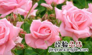 玫瑰花11朵代表什么意义 玫瑰花11朵的意思简述