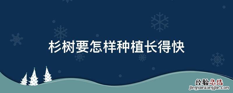 杉树要怎样种植长得快