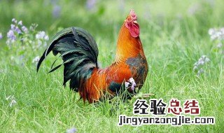 鸡的寿命 鸡的寿命一般在28-50之间