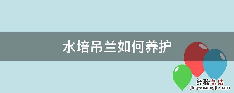 水培吊兰如何养护