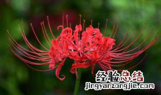 彼岸花能种在家里吗?有何寓意 彼岸花的寓意是什么