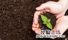 牛角椒籽怎么种 牛角椒种子怎么种植方法