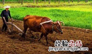 春天播种的植物立春可以播种吗 春天能播种吗