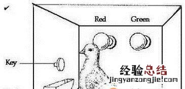 鸽子巢箱制作方法