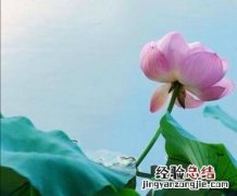 什么样的泥适合养莲花