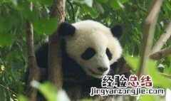 梦见熊猫是什么意思 - 周公解梦官网 梦见熊猫是什么意思