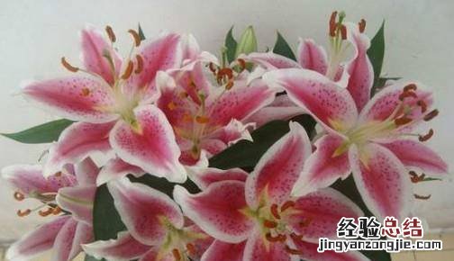 哪些花不能放在卧室内养