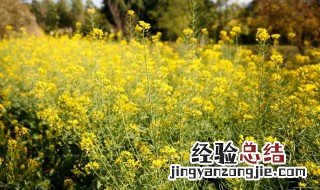 油菜花榨的油是什么油 油菜花榨的油用什么油