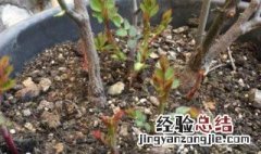 立春过后可以给花换盆换土吗视频 立春过后可以给花换盆换土吗