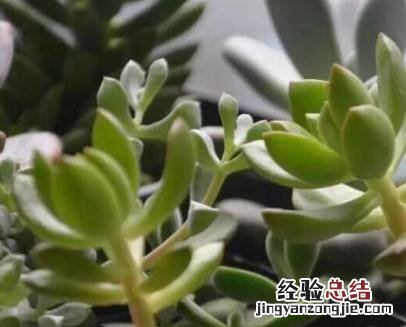 多肉植物长太高怎么办