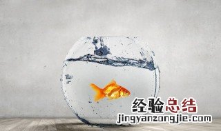 清江鱼和鲶鱼的区别是什么 清江鱼和鲶鱼怎么区别