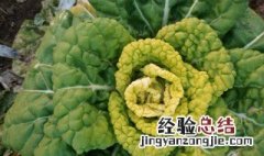 黄心乌种植方法和时间 黄心乌种植方法和时间是如何的呢