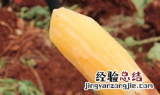 雪莲果去皮怎么保存不变色 雪莲果去皮保存方法