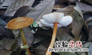 农村常见毒蘑菇有哪些 毒蘑菇毒性强吗