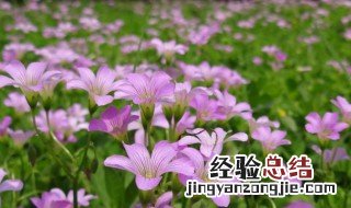 大花酢浆草 大花醡浆草和醡浆草的区别都有哪些