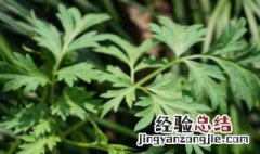 还亮草别名 还亮草怎么繁殖