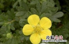 格桑花是什么花格桑花有哪些特性