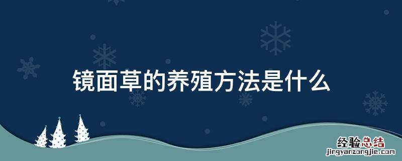 镜面草的养殖方法是什么