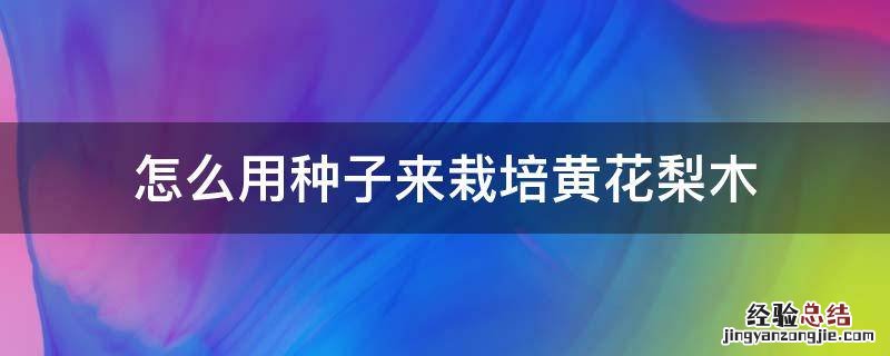 怎么用种子来栽培黄花梨木