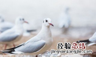 鸽子美称是什么 鸽子的别称