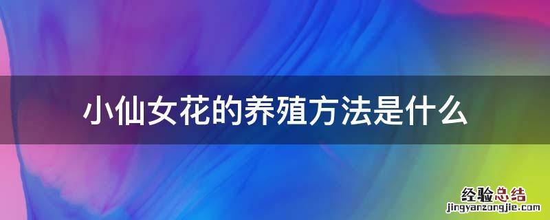 小仙女花的养殖方法是什么