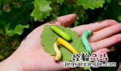 蚕宝宝怎么养成彩色 彩色蚕宝宝的饲养方法