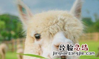 羊绒棉是一种什么材料 羊绒棉的材料介绍
