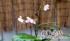 胡铁兰开花怎么养 怎么养胡铁兰