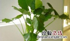 滴水观音植物怎么养爆盆 滴水观音植物怎么养