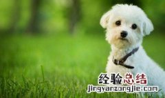 新手如何养好贵宾犬 怎么养好贵宾犬