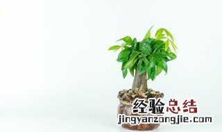 家里适合养什么植物对家庭比较好风水 家里适合养啥植物对家庭比较好风水