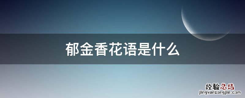 郁金香花语是什么