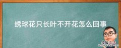 绣球花只长叶不开花怎么回事