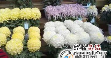 怎么养殖菊花