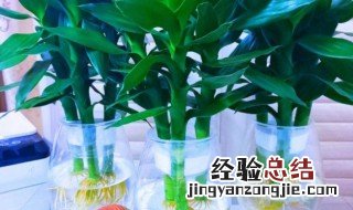 如何种富贵竹盆景