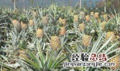 菠萝的种植方法与注意事项图片 菠萝的种植方法与注意事项