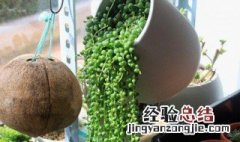 吊兰佛珠种植方法和注意事项 吊兰佛珠种植方法和注意事项视频