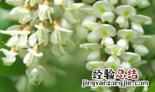 洋槐花怎么保存到冬天 洋槐花保存到冬天的妙招