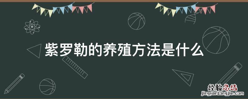 紫罗勒的养殖方法是什么