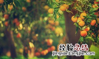 树干被刷成白色是因为 树干被刷成白色是为了什么