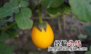 太空植物有什么好处 太空植物有什么用