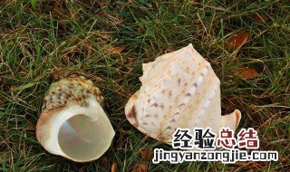 生海螺能放冰箱冷冻吗多久 生海螺能放冰箱冷冻吗