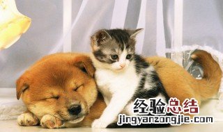 猫奴是指什么意思 猫奴是指什么