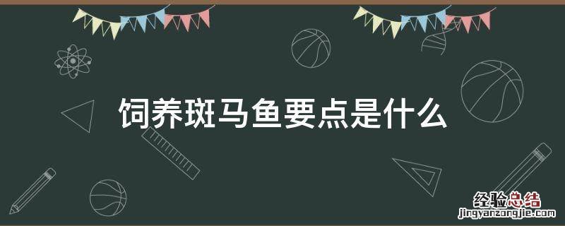 饲养斑马鱼要点是什么