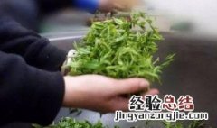 茶叶杀青怎么操作 茶叶杀青的方法