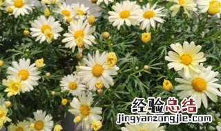 玛格丽特不开花的原因是什么 玛格丽特不开花是什么原因呢