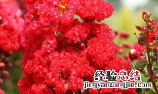 红花有几种哪个品种最好? 红花有几种