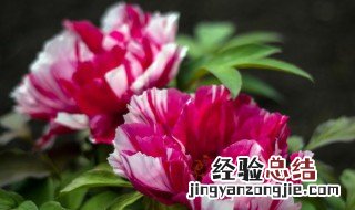 牡丹花该怎么养护 牡丹花该怎么养