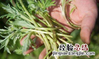 芦蒿保鲜长的小窍门 芦蒿保鲜时长的小窍门